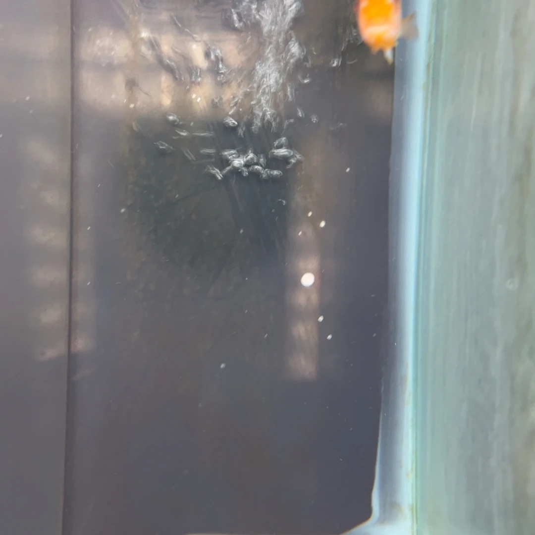 东***仔海水鱼特价太阳花7 8