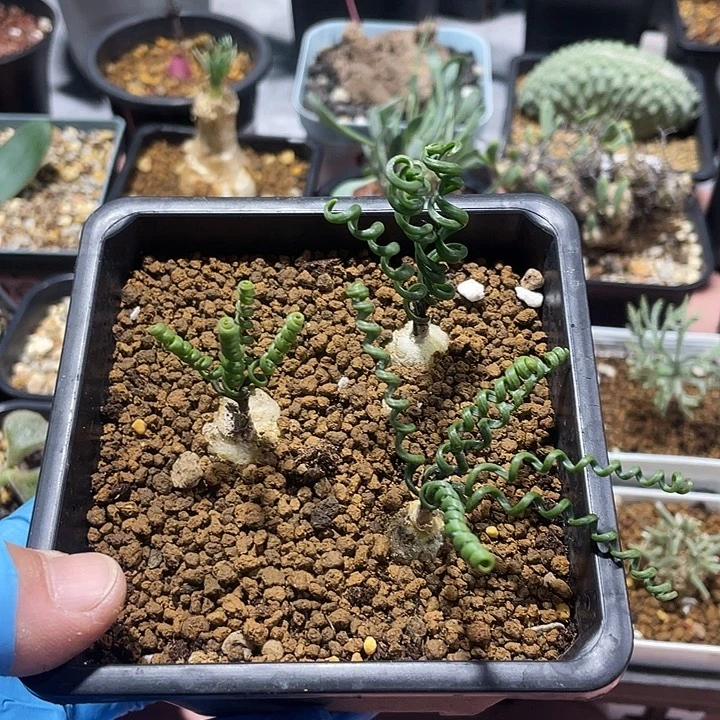 581钢丝弹簧草3颗，