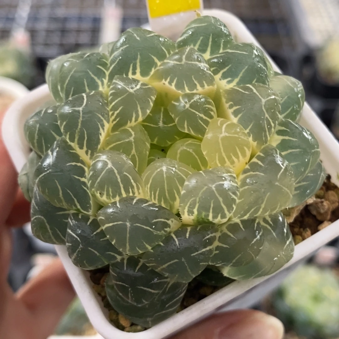 27湖斑湖水玉露有侧芽