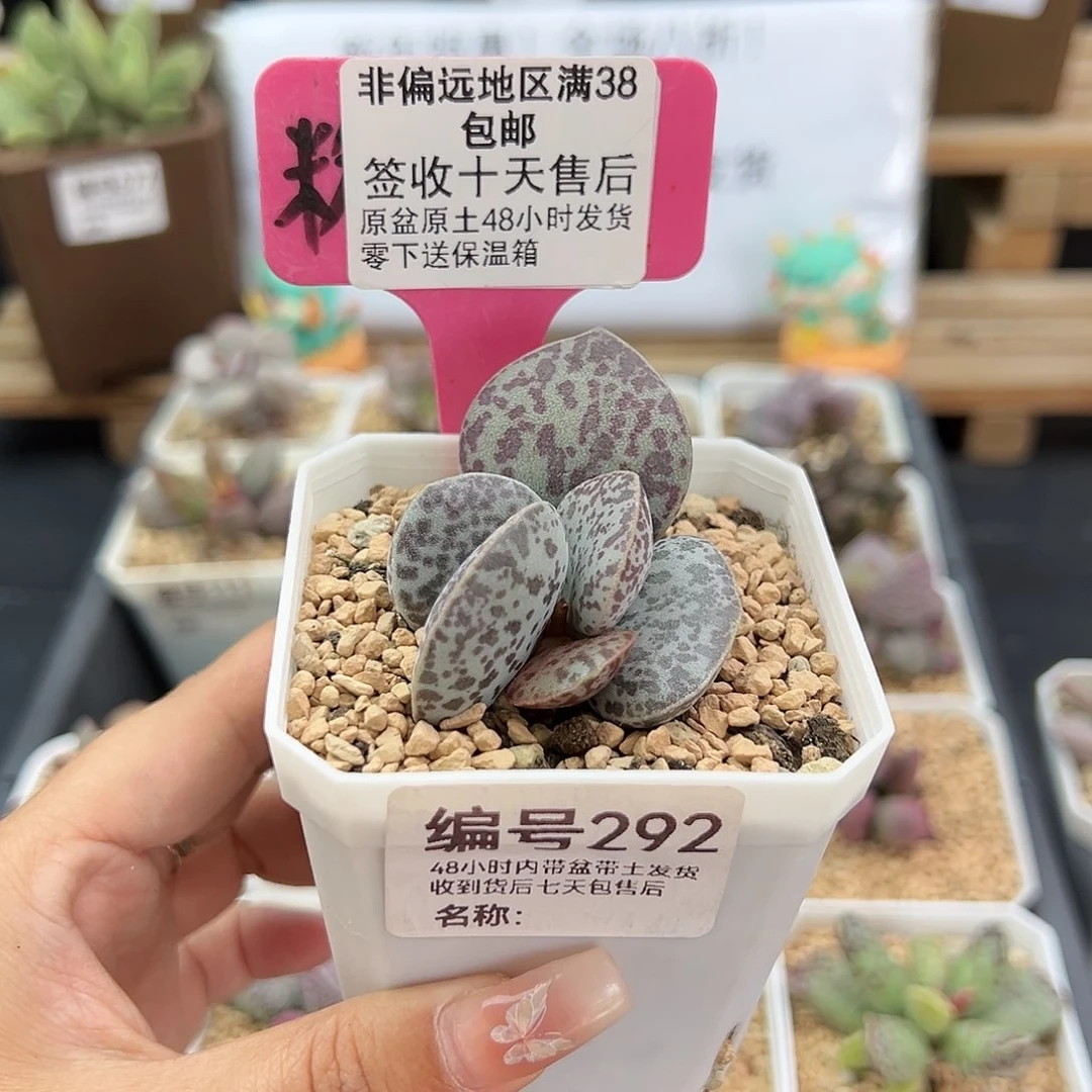 292巨型花蛋多肉植物