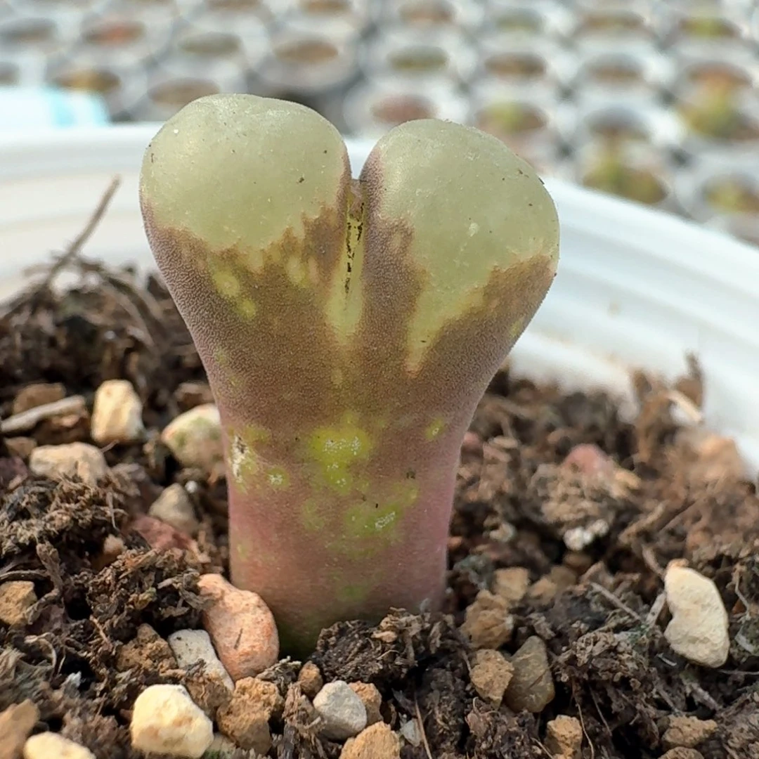 人**缘76一颗0000000000000