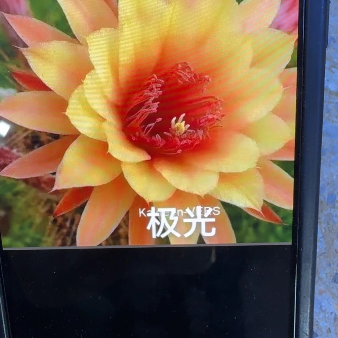 51金妞极光歪4公分左右无根侧牙，20包邮