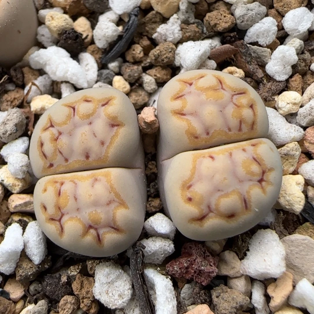 5.31。215饼干。9275