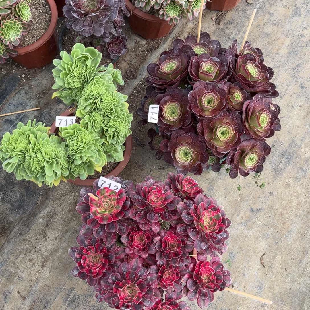 【闪购商品】套餐713711712多肉