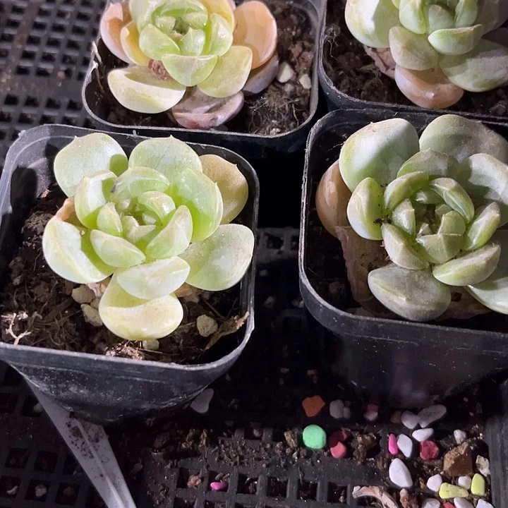 溏心白恋带盆土发