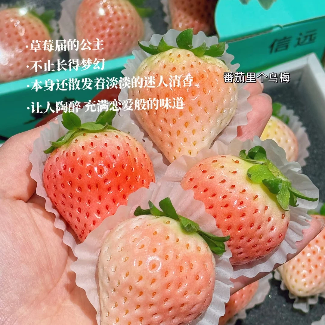 淡雪白色草莓水果奶油草莓顺丰空运山东省