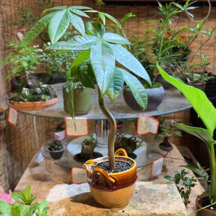 无花朵1**3一物一拍所见即所得89