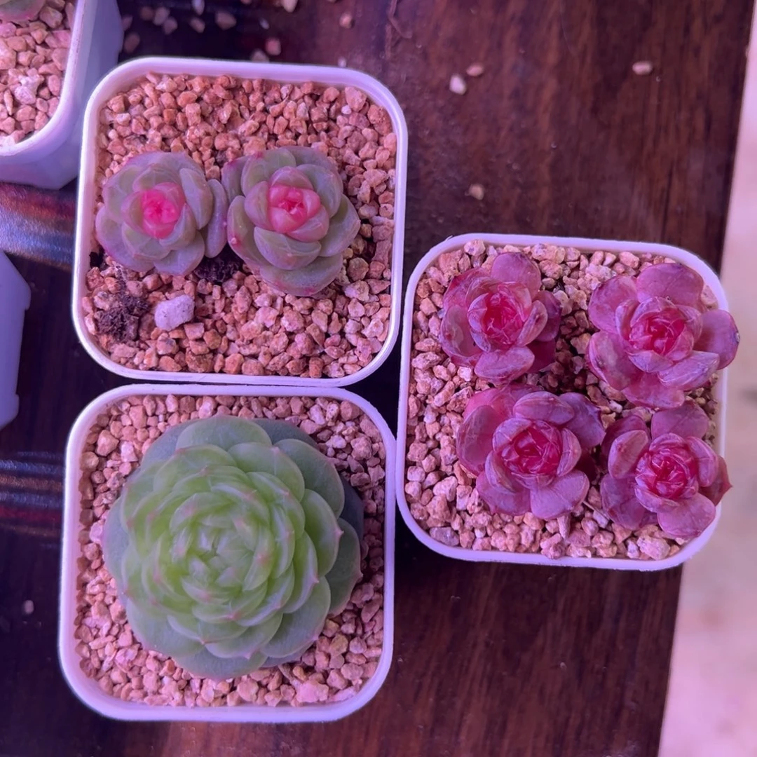 满月宫花翡翠流星三颗一物一拍