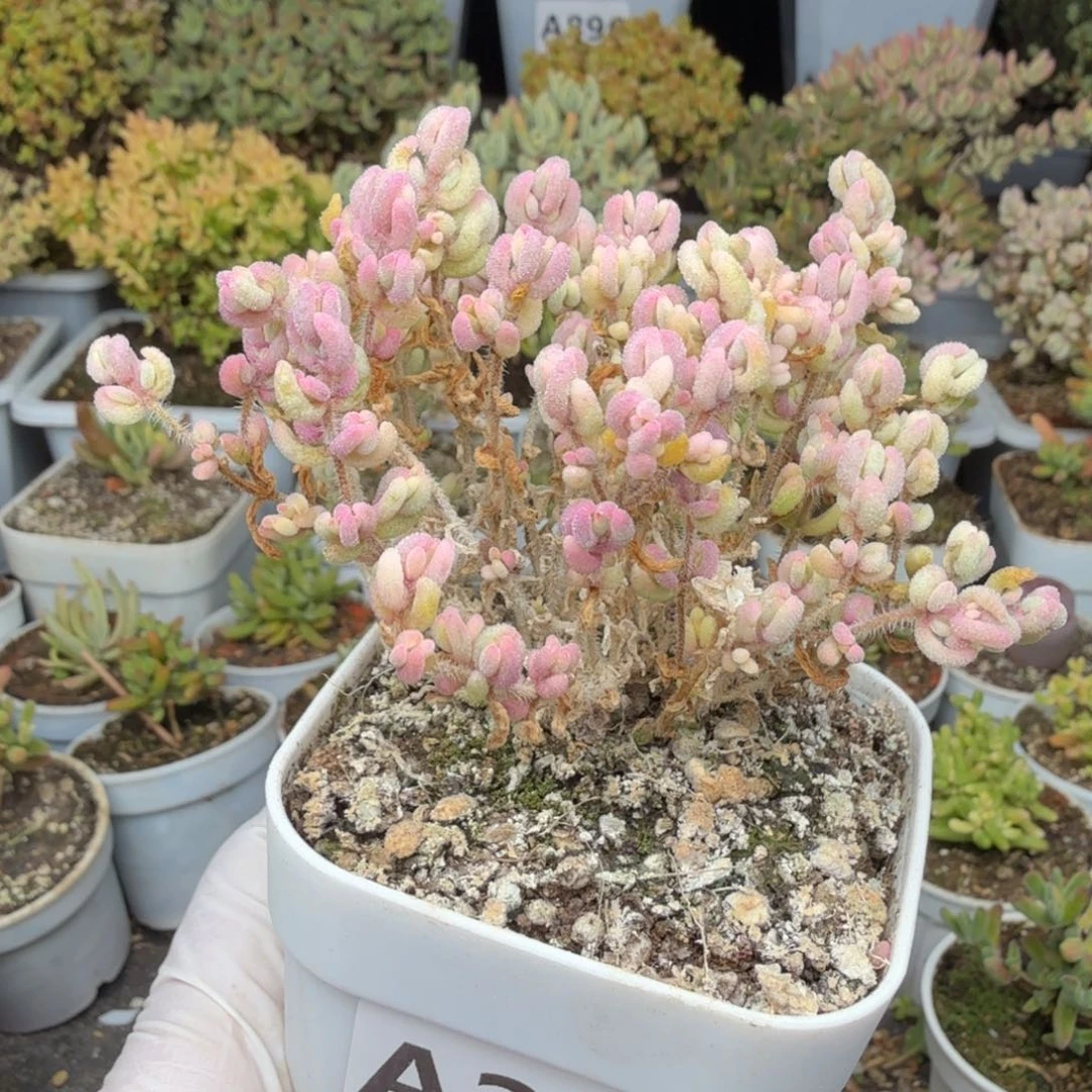 A266红宝石锦下播福利