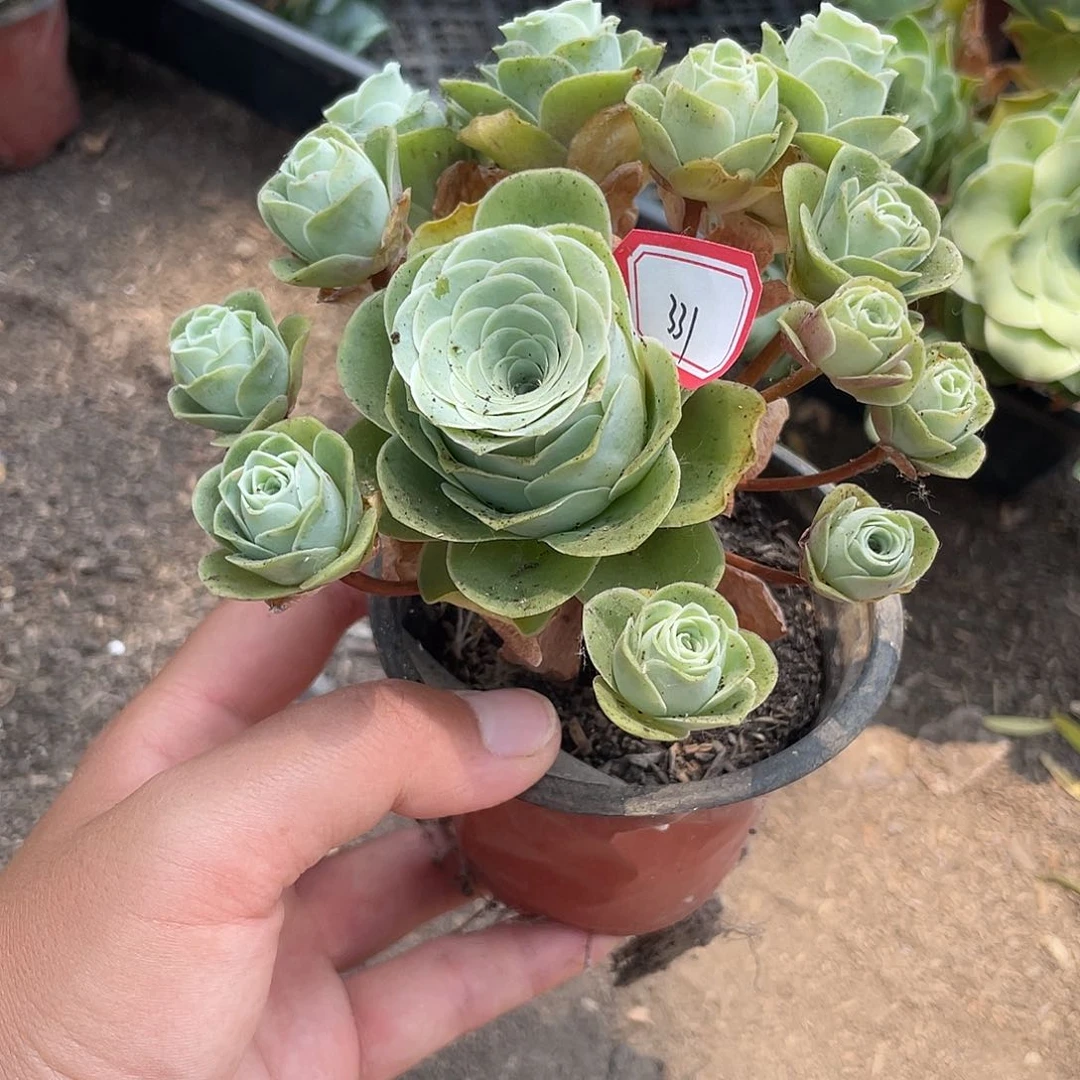 山地玫瑰多肉不售后 331