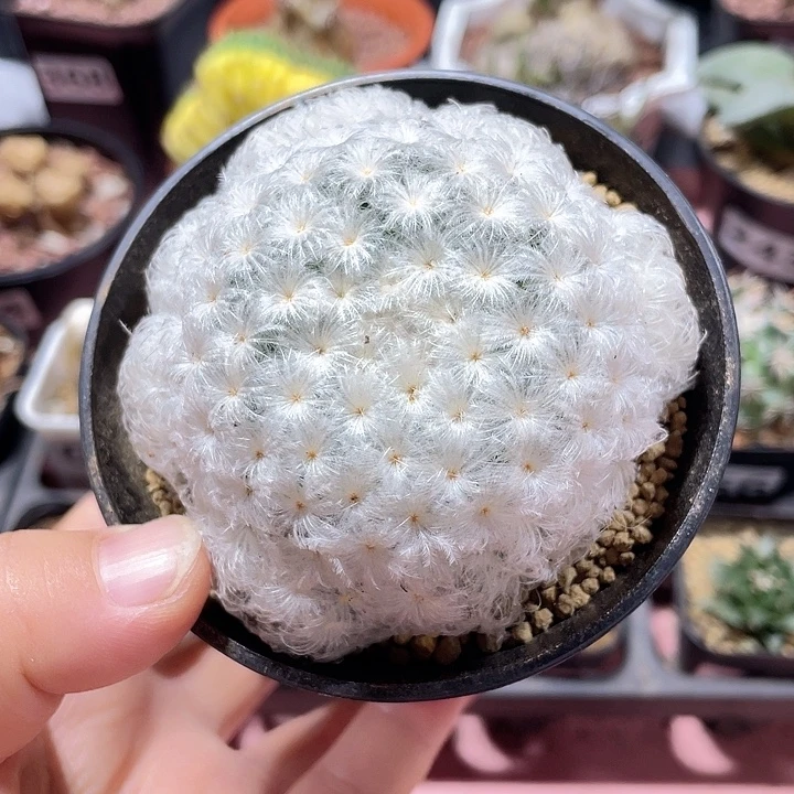 180实生佛头白星仙人球