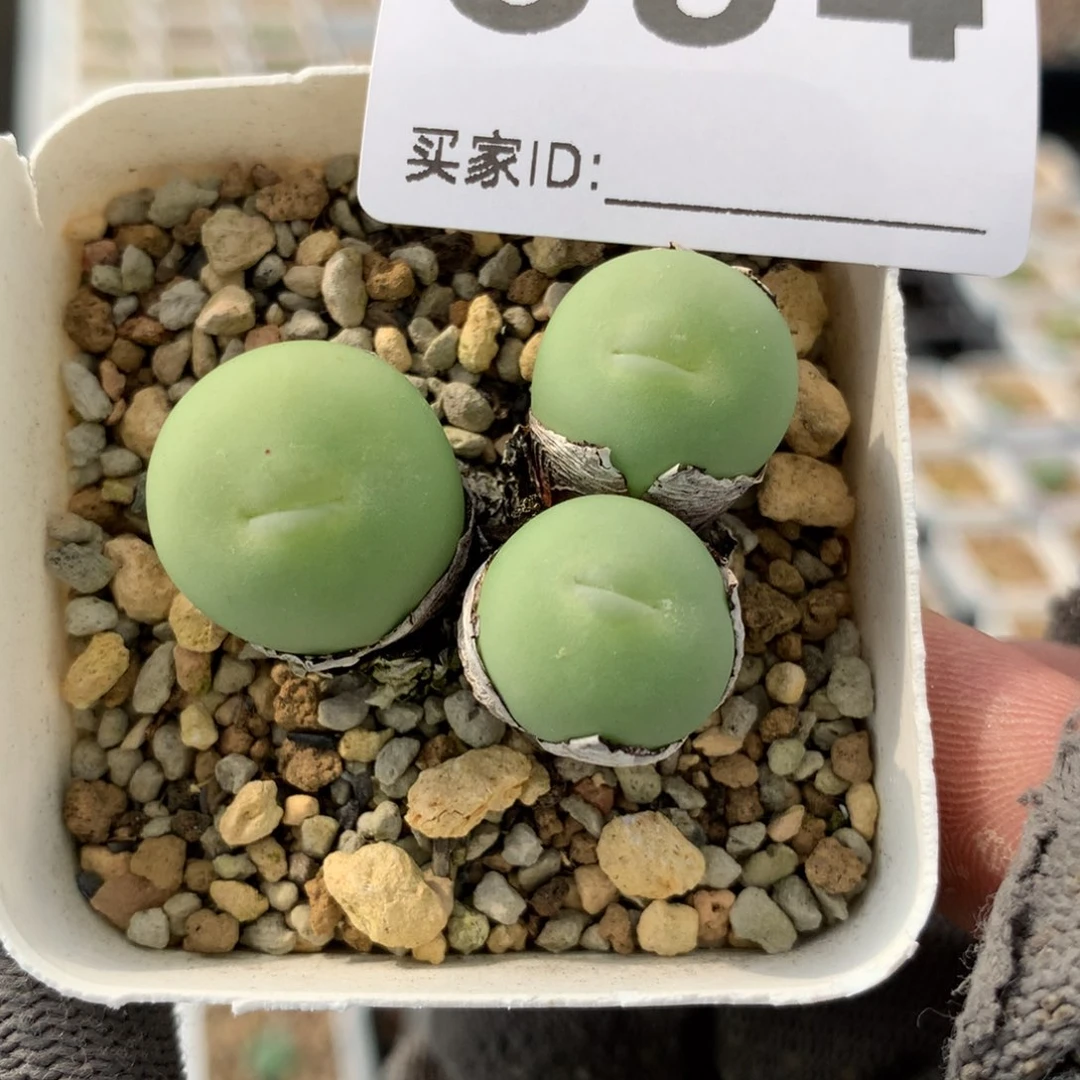 ?****萍694大型红嘴母本