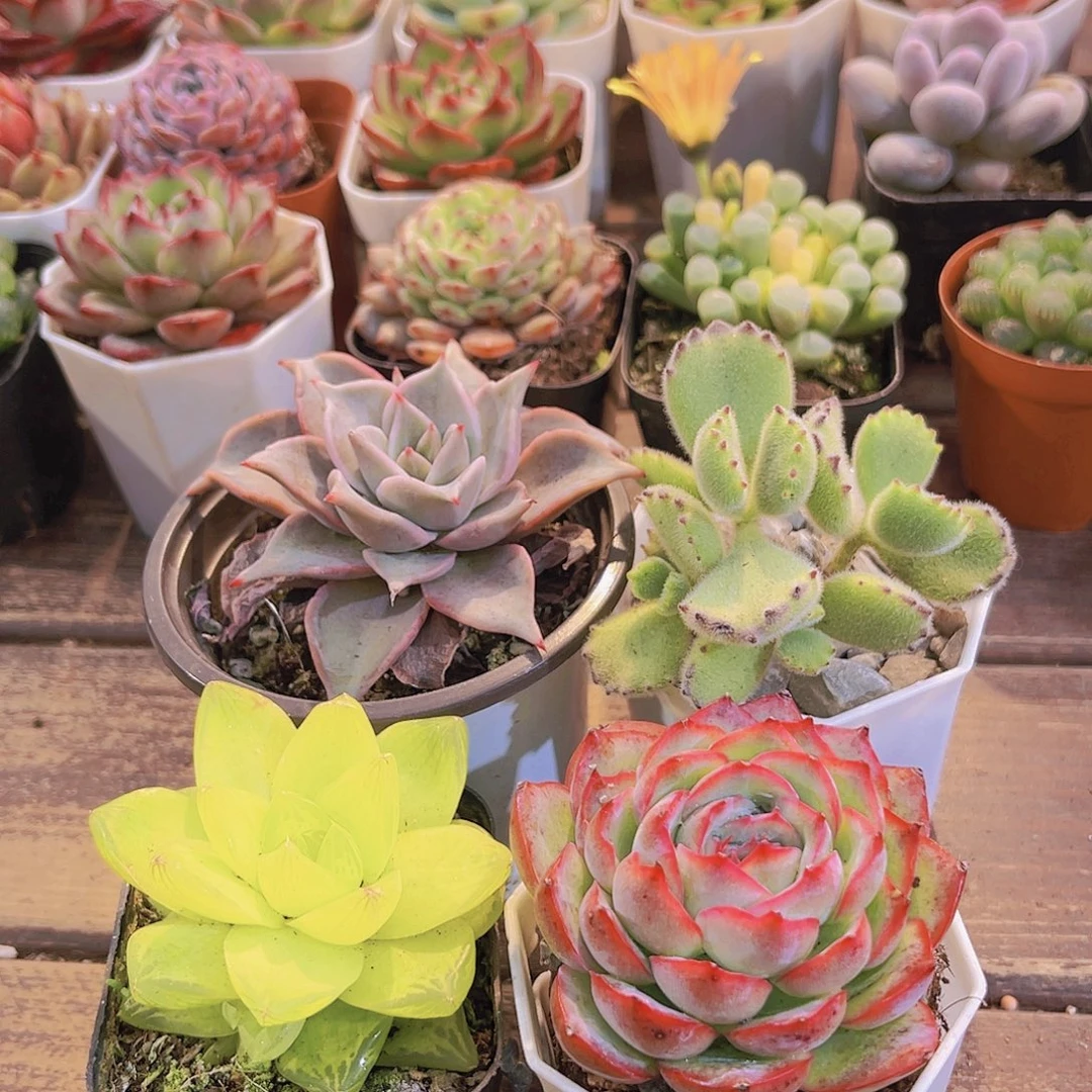 粉饺子皮➕熊童子➕黄雨露➕法兰西玫瑰