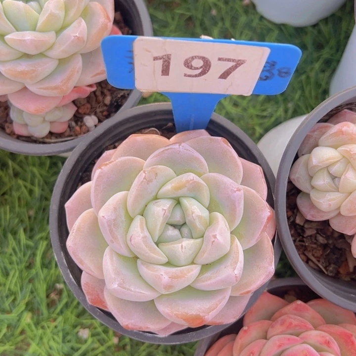 健健康康平平安安