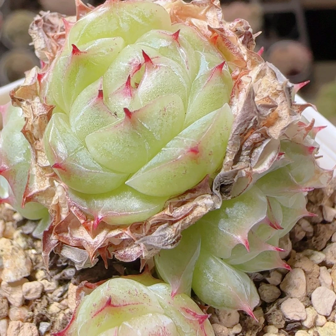 花语多肉1216-55散