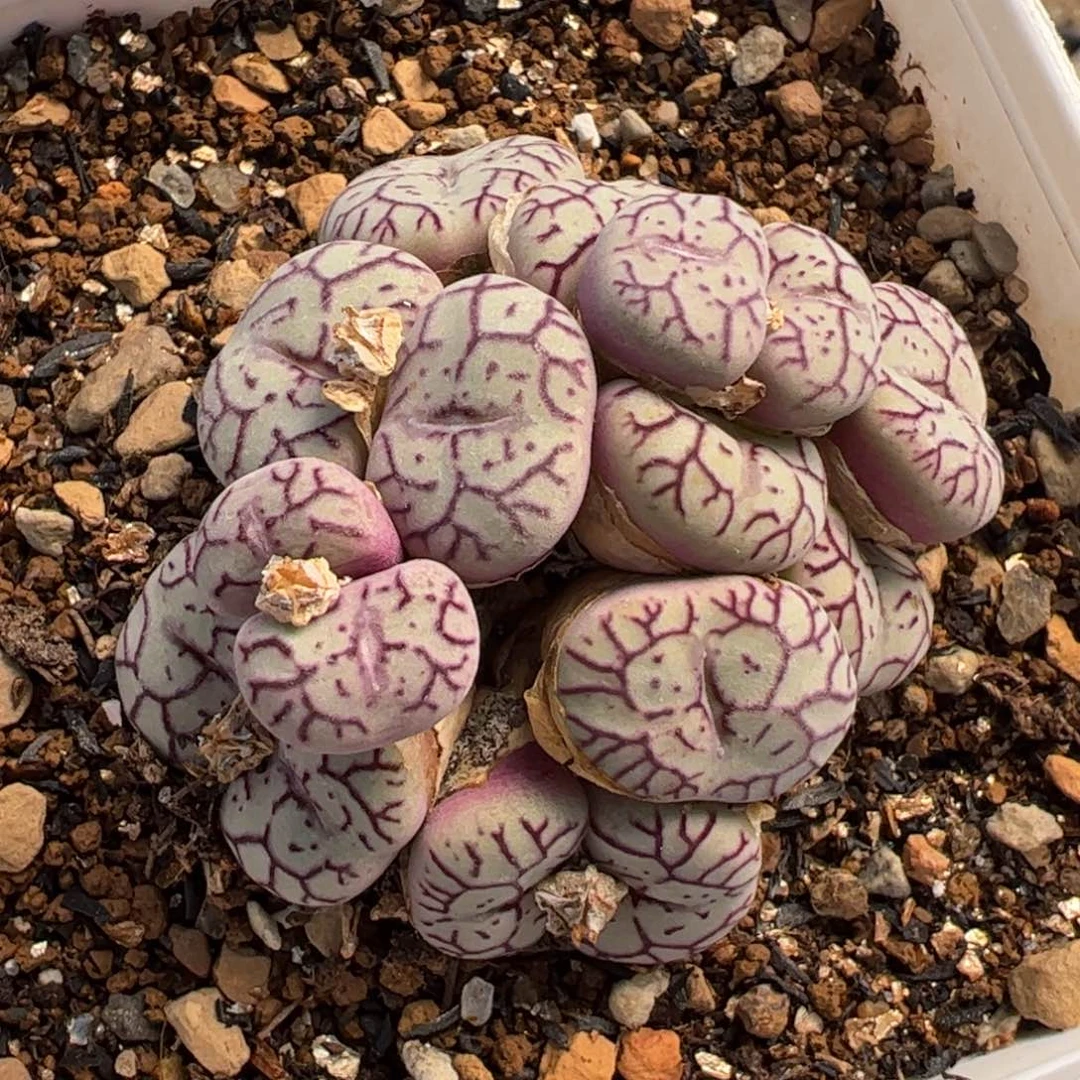 172多肉植物百科