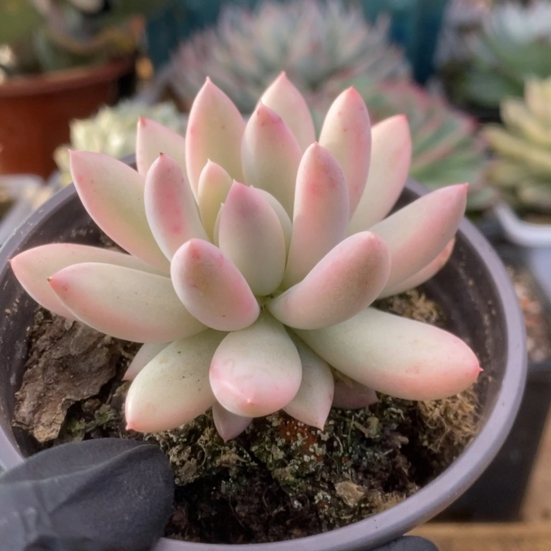 414红蜻蜓锦锦锦锦锦锦