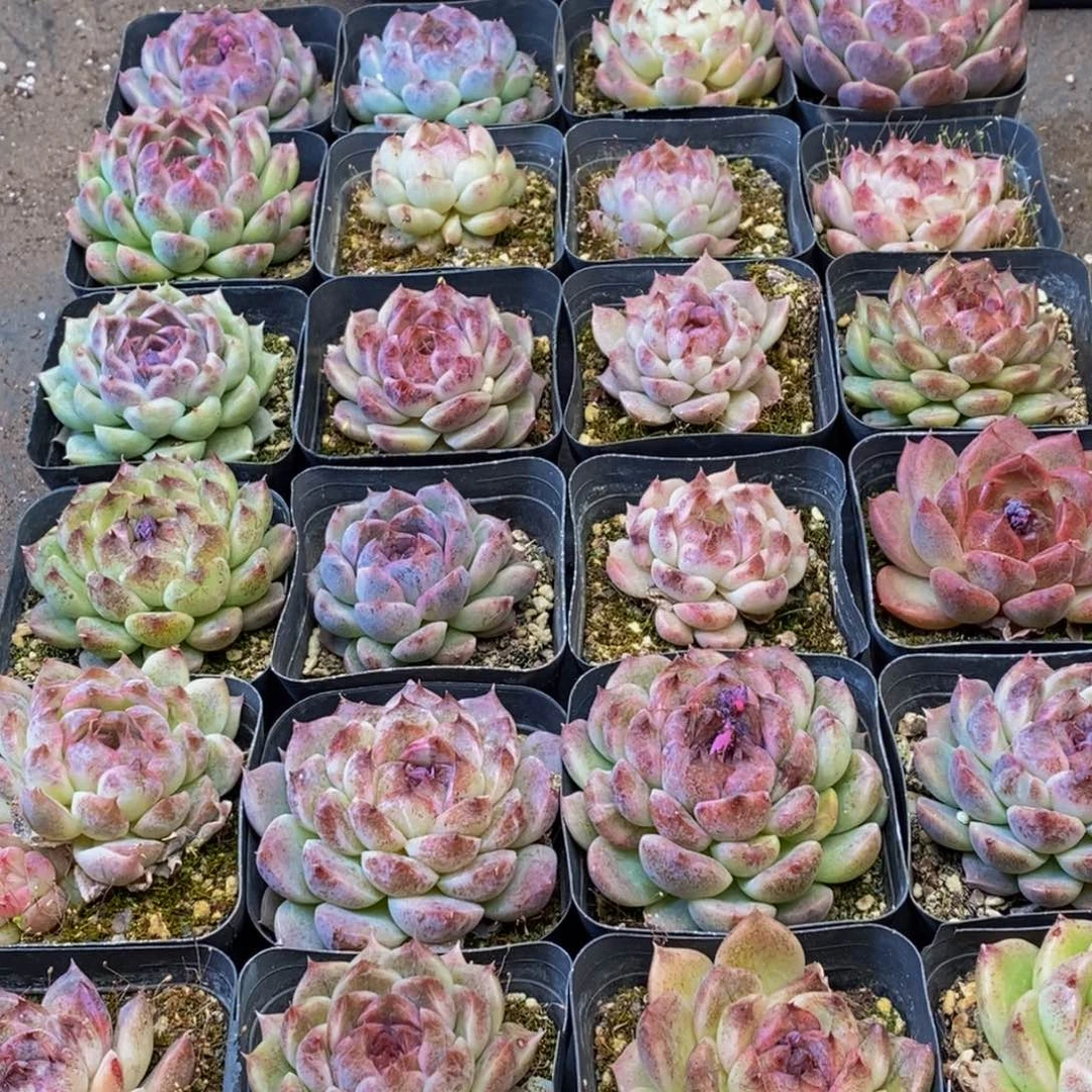 738多人在一起的时候