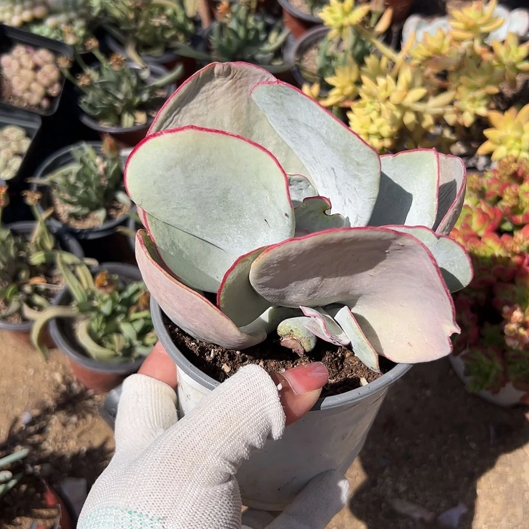 多肉植物白眉群生