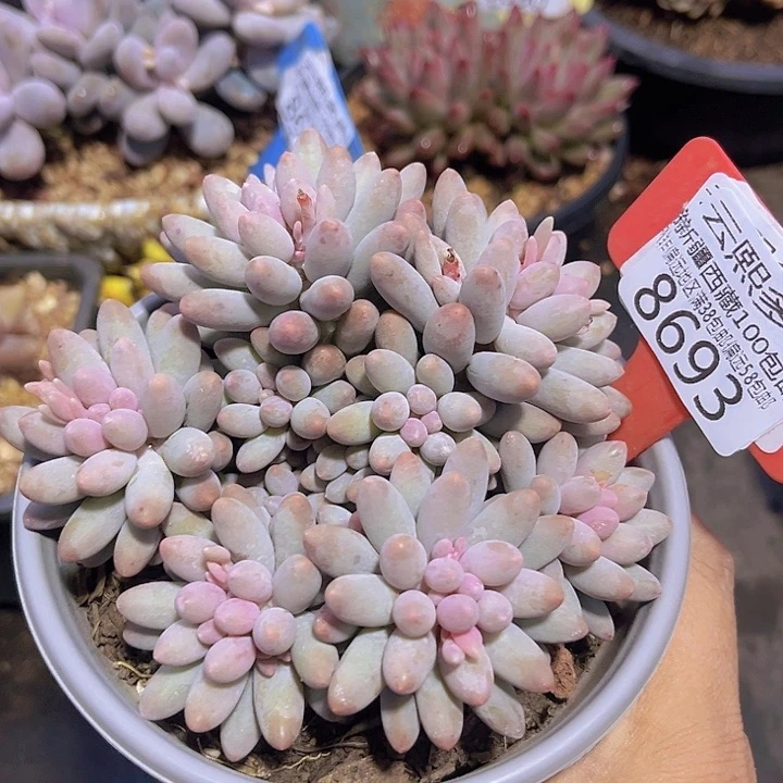 8693婴儿手指。         