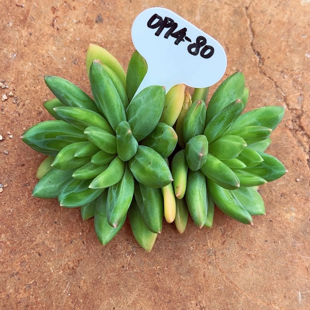 妞****0914-80宠粉福利。