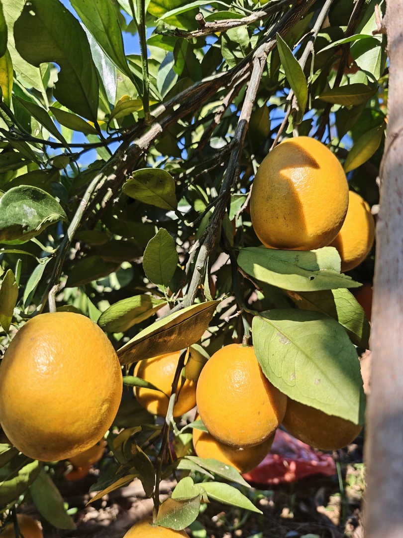 溆浦脐橙自家产地现摘现卖清甜多汁橙子当季水果口感绝佳