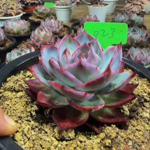 组合套餐编号23号