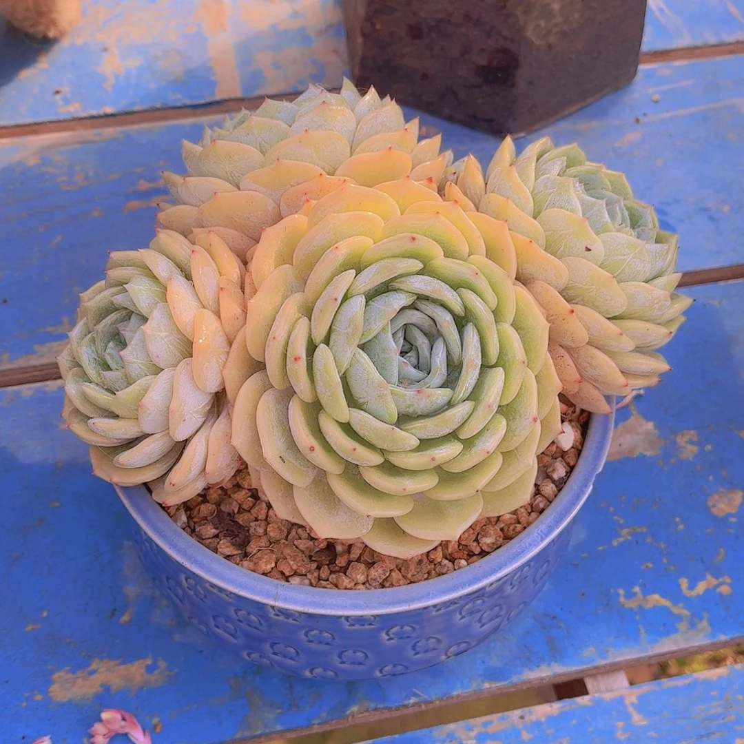 无*多肉植物组合