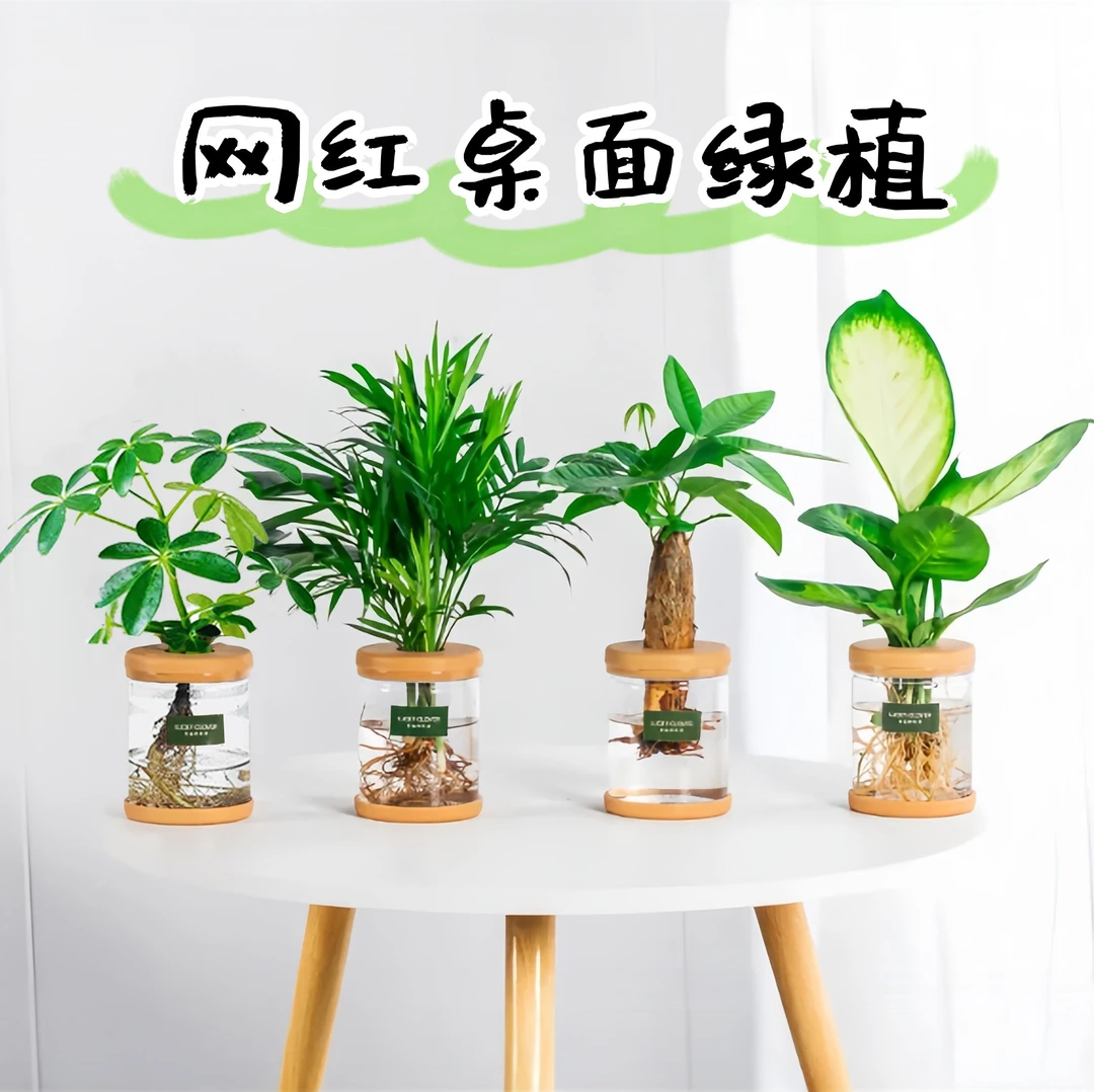 【买三送一】水培植物八方来财富贵椰子发财树玛丽安20~30网红植物