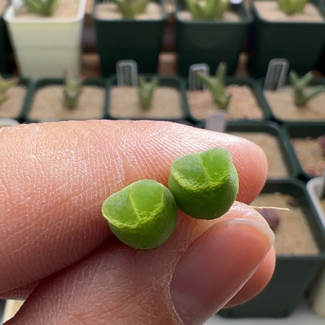 用****9353。27214奶瓶风铃