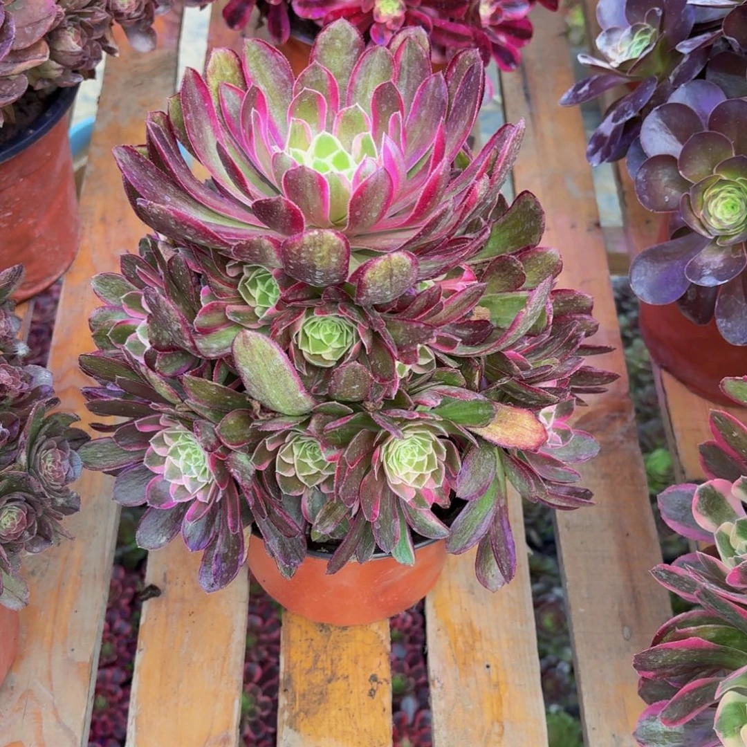 无花朵150多肉植物捧花的