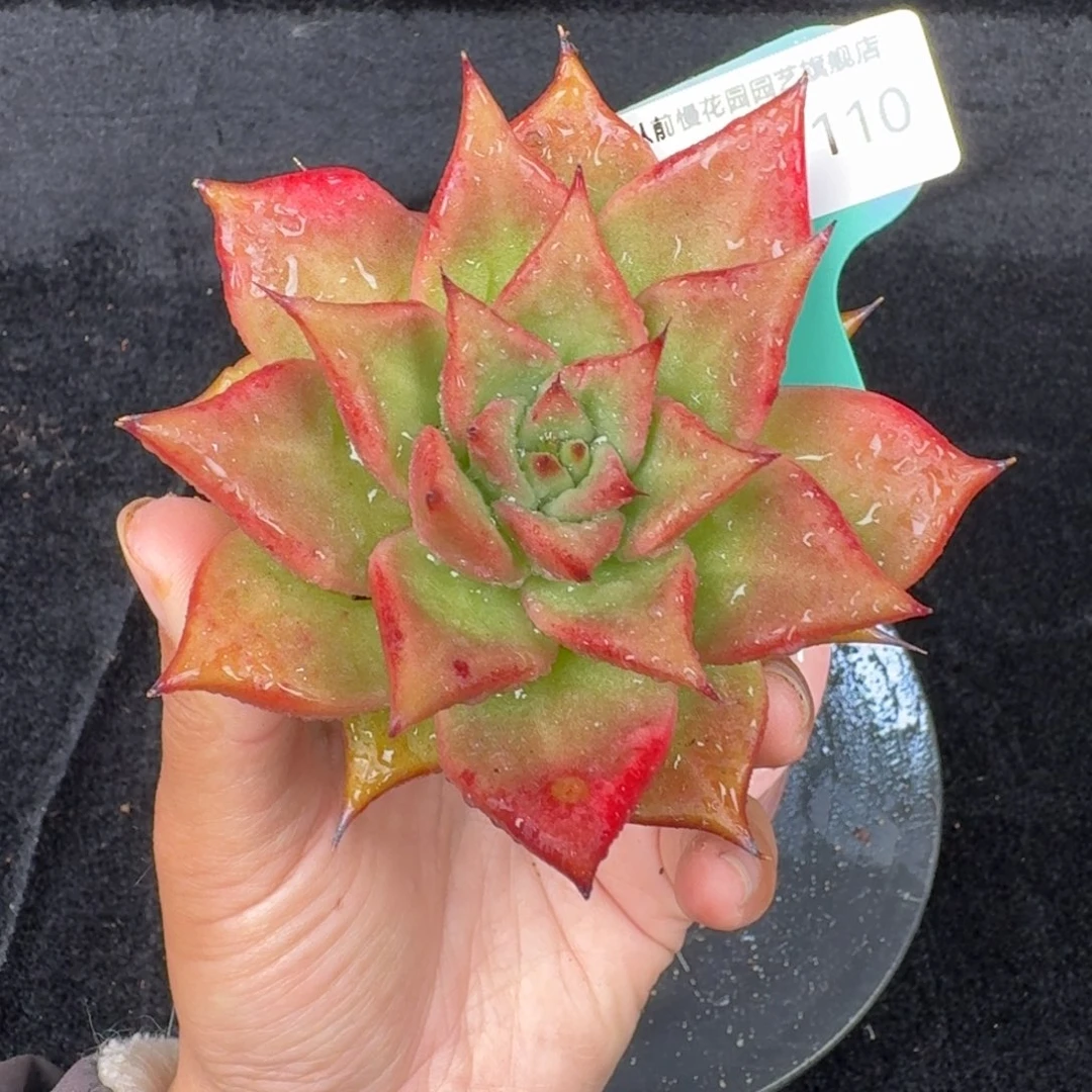 从前慢多肉精选编号1016.110