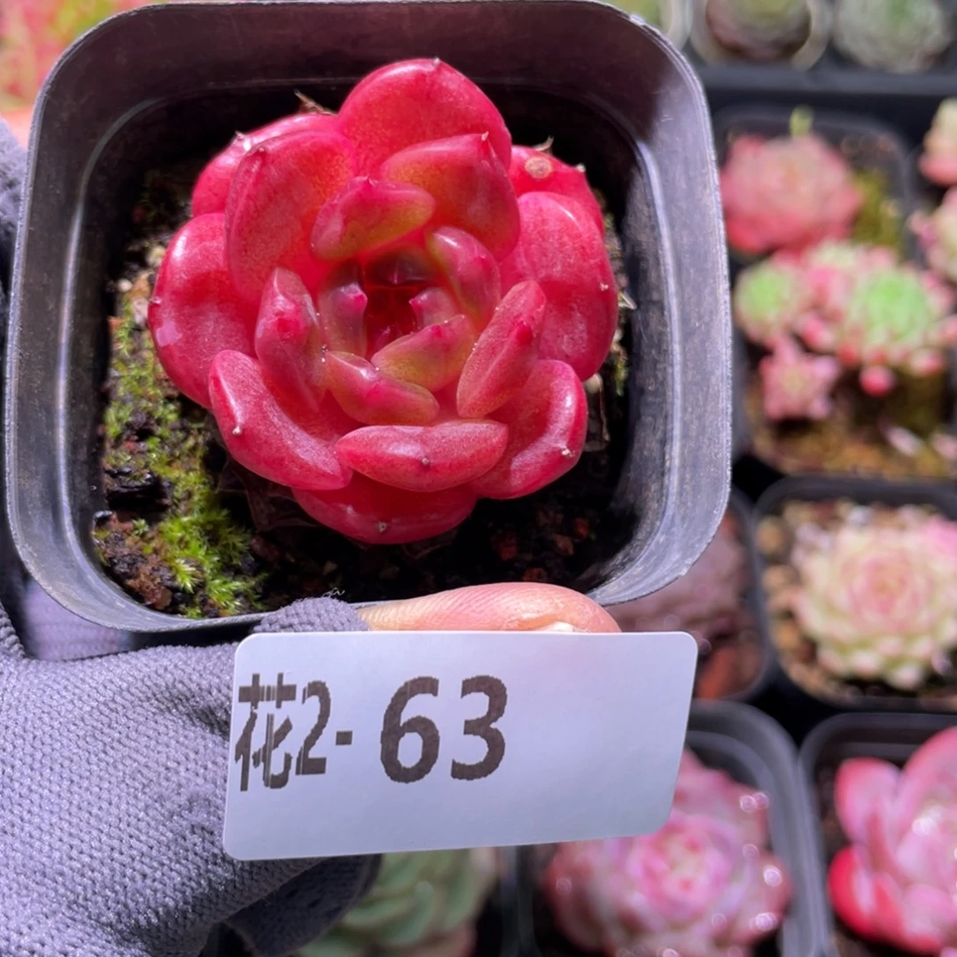 花利美  2-63灵翠