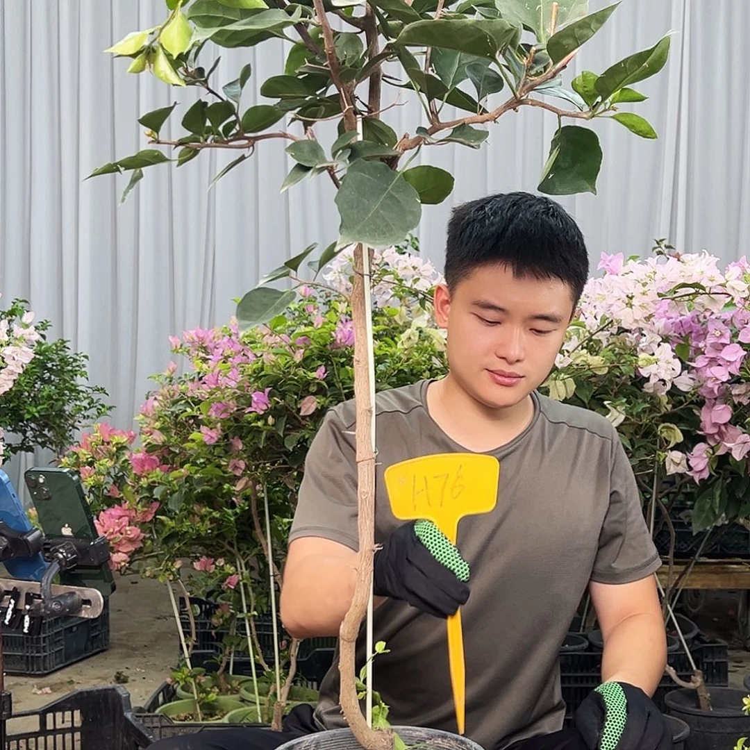 甜***笑大部分花苞少量开放H76凤凰