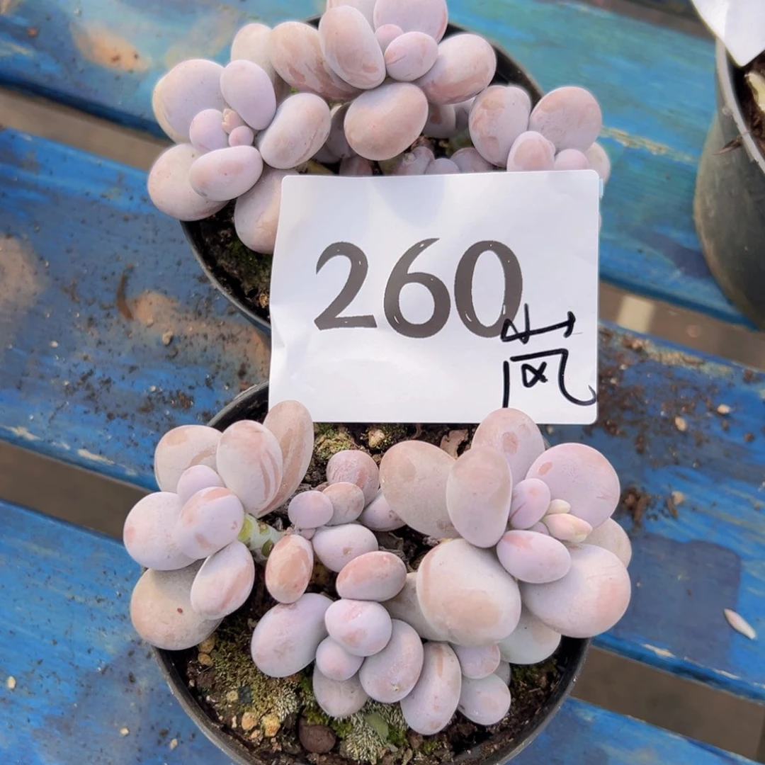 嵐*260哈哈都好好发挥发挥发挥