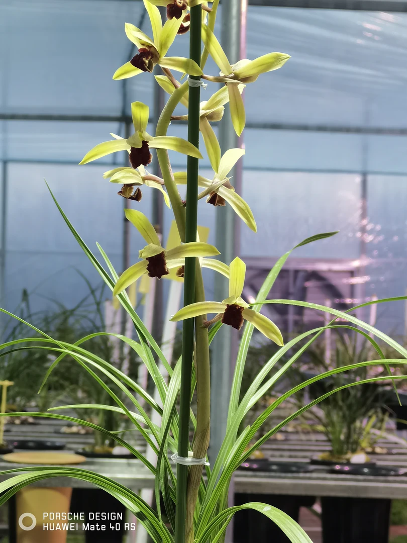 惠兰新种红舌带花苞