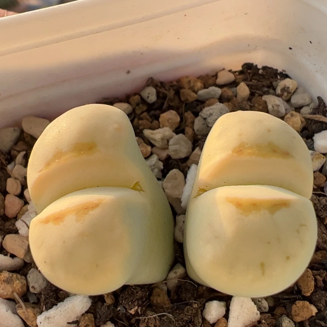 奶油寿丽母本多肉植物