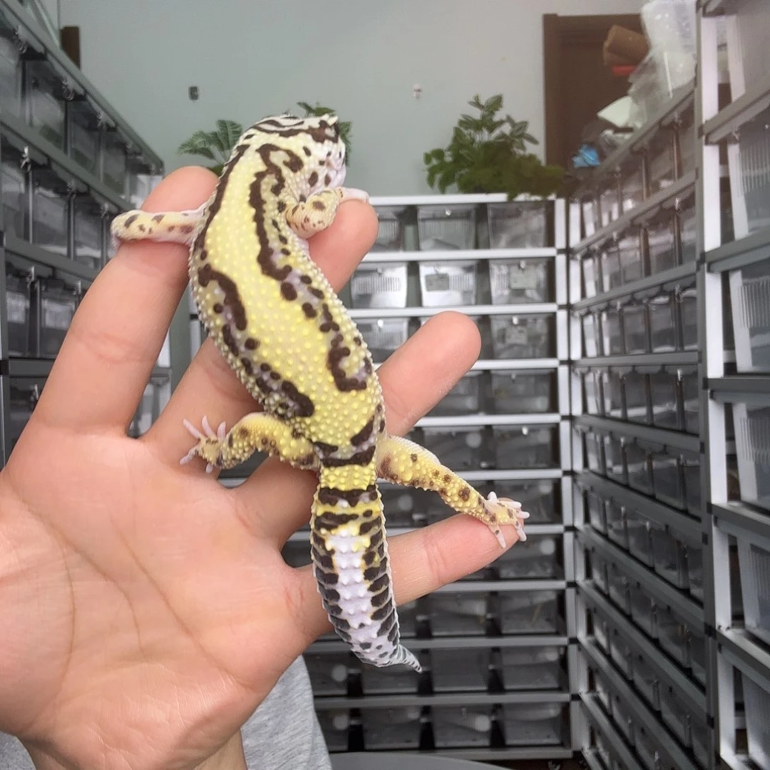 M***P豹纹守宫设计者豹纹