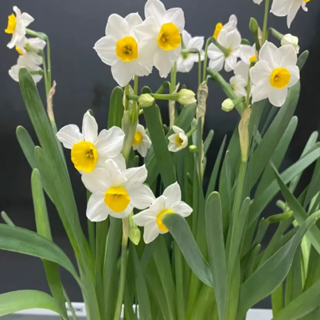 漳州正宗水仙花种球水培土培室内室外开花浓香型耐寒好养年宵花