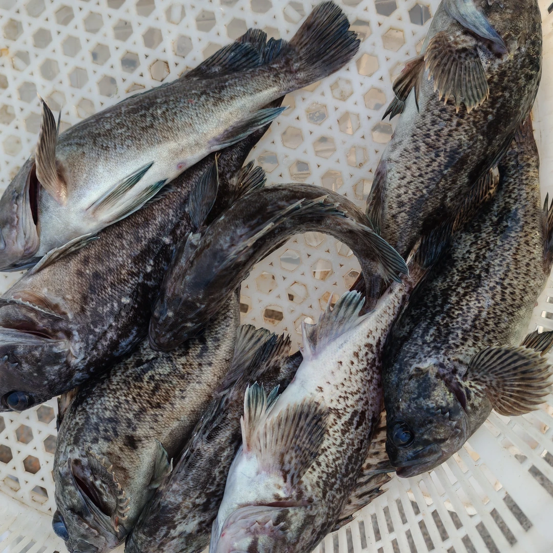 琅琊本地野生黑头鱼   顺丰真空发货  保鲜不保活  3斤