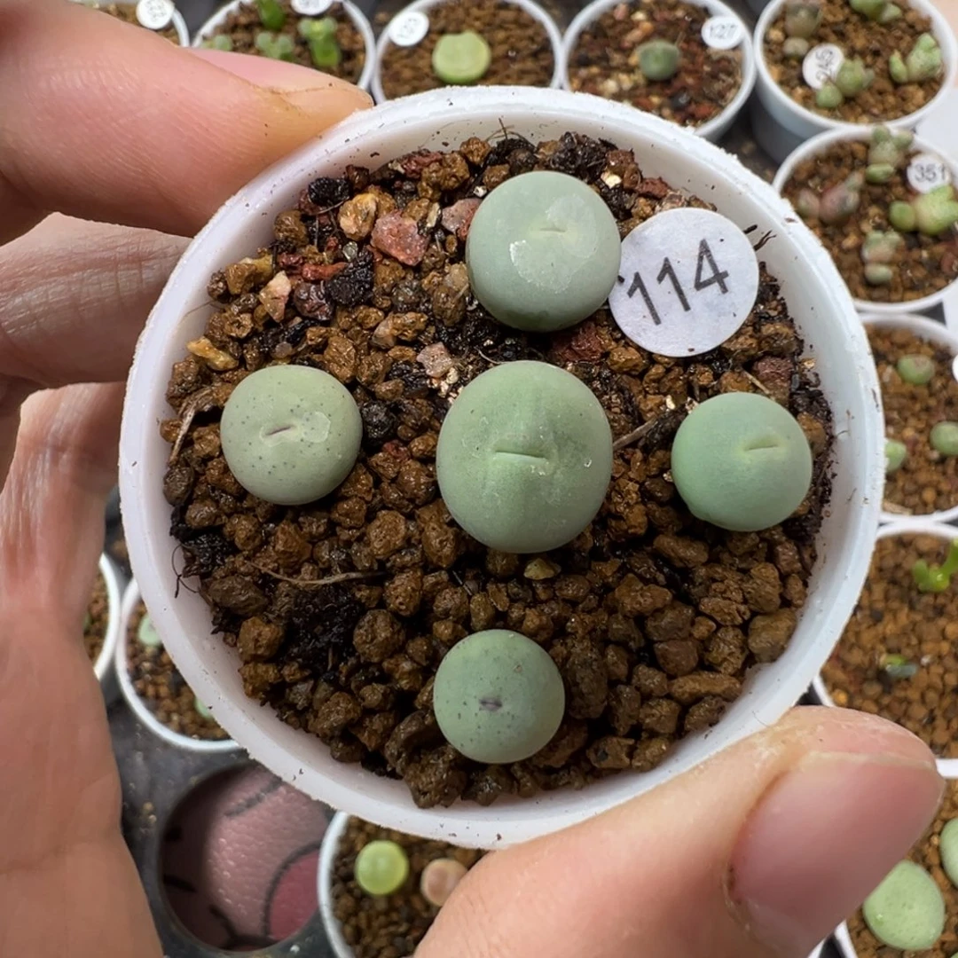 P嘴一颗脱土114000000