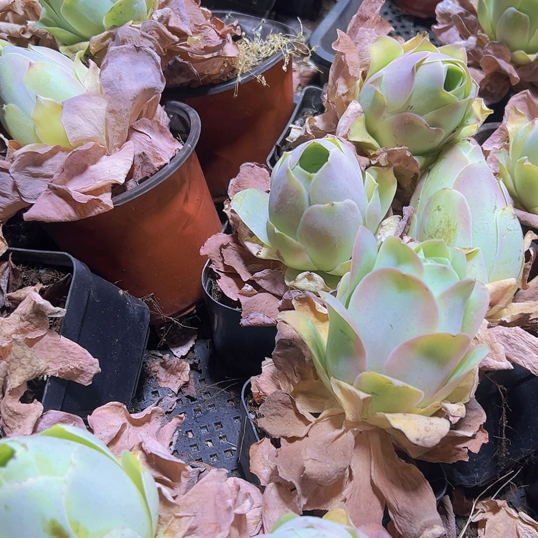 优选大粉桃2个19包邮