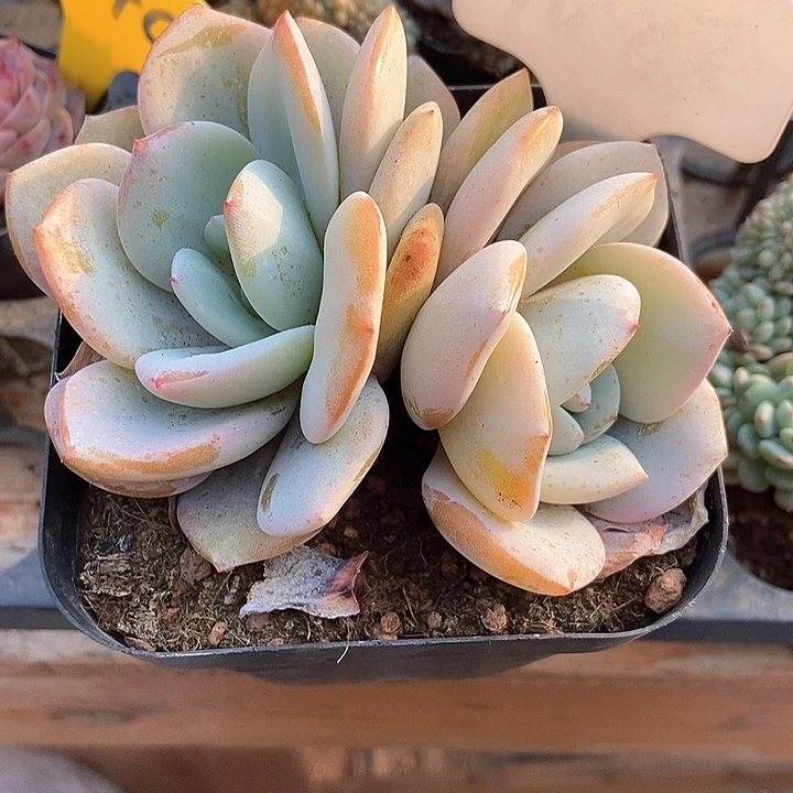 多肉植物1087奶茶1087