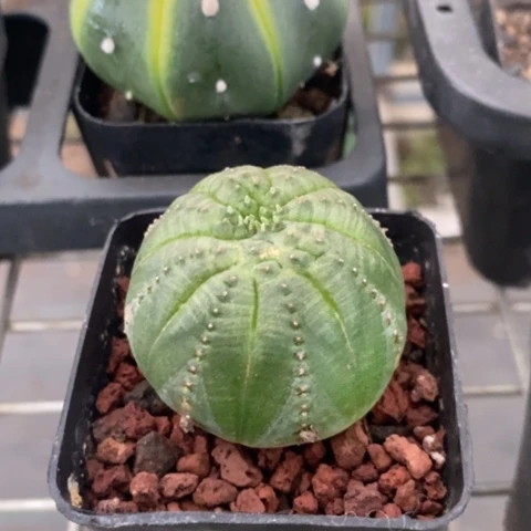 欧布单头大4仙人球