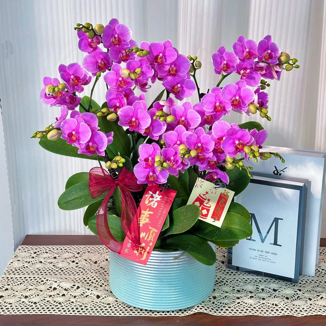 妗画【十里桃花】紫色优雅室内蝴蝶兰花盆栽  年宵花  懒人绿植