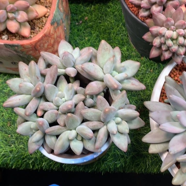 企鹅平头潜力股多肉发货