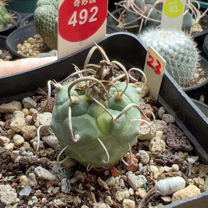 实生粗碳刺娇丽锦2.6cm