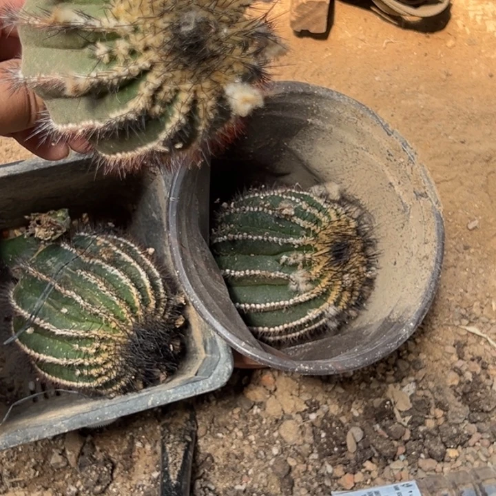 两个绿色苗接优伯球仙人球7-9cm