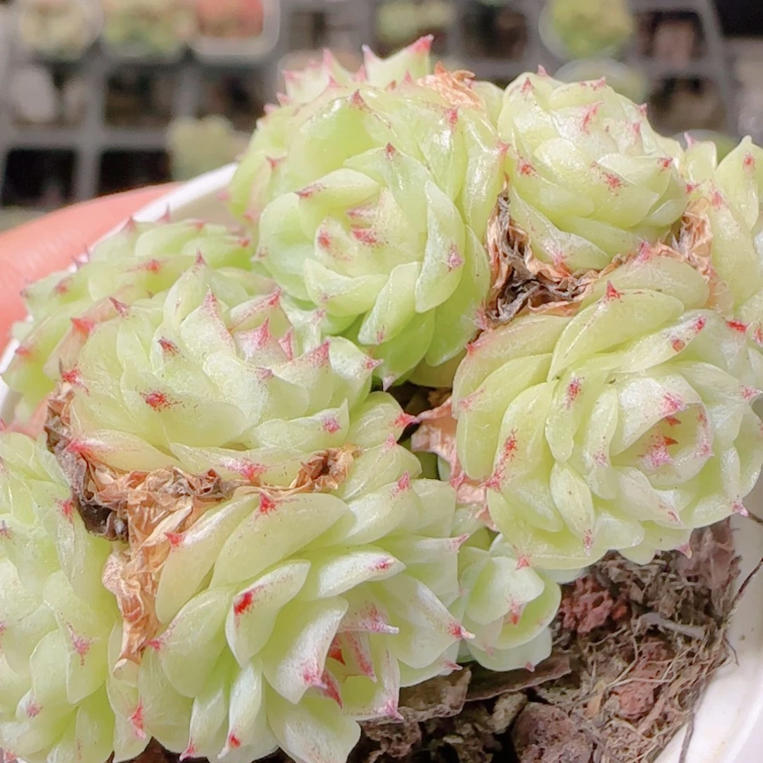 花语逸镜1104-198