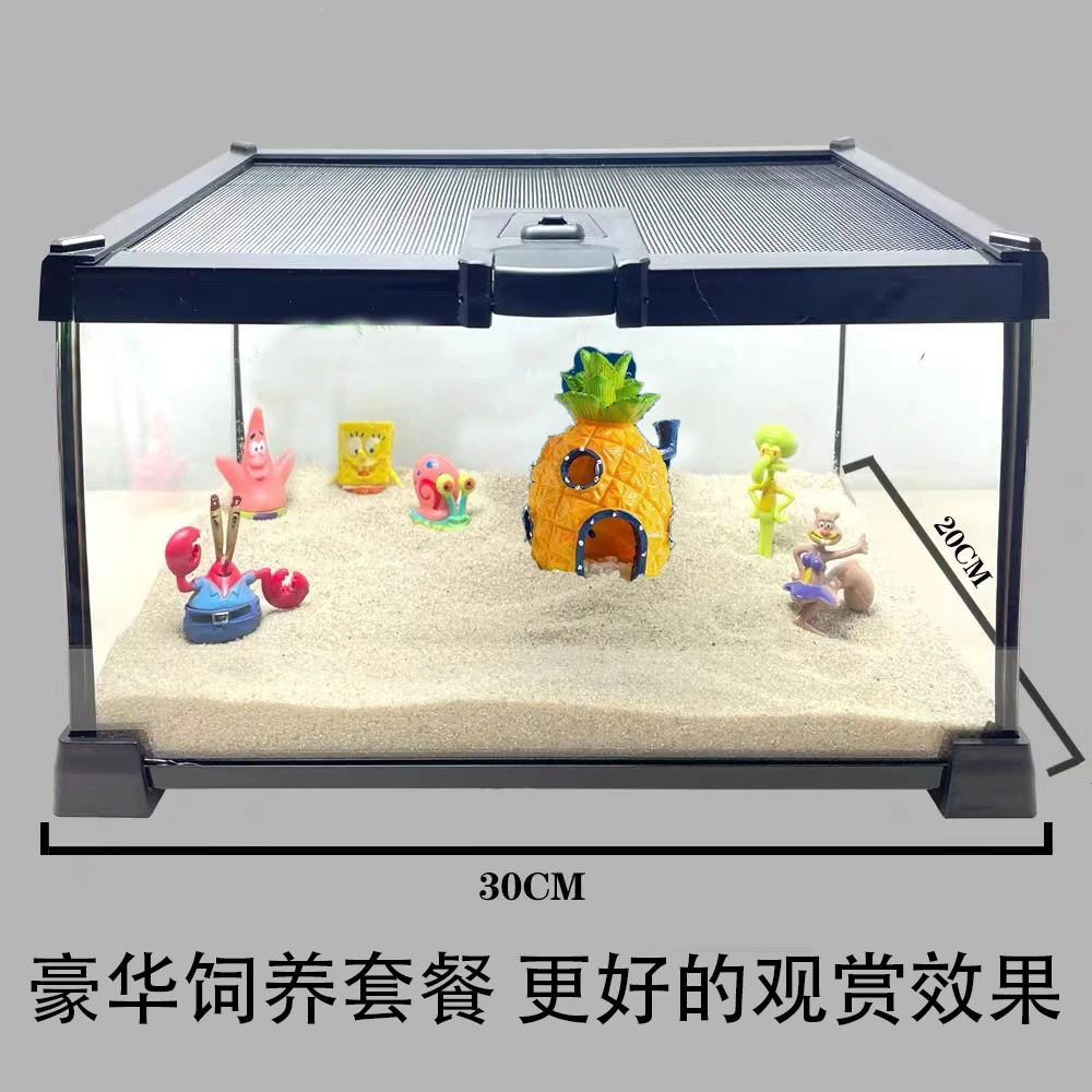 可爱蟹陆生蟹寄居蟹豪华饲养缸培养孩子责任心爱心